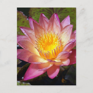 Foto van de roze waterLily Briefkaart