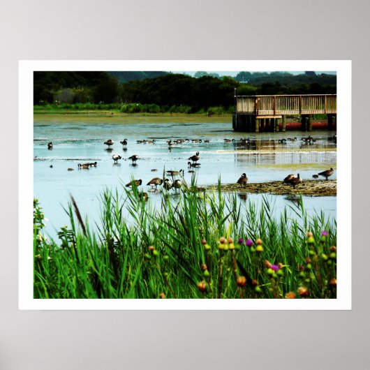 Foto van de Scène met Cattails Ducks Dock Poster (Voorkant)