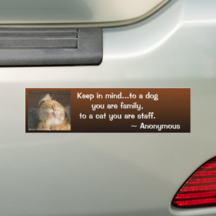 Foto van de Wasbeer van Maine de Dichte Bumpersticker