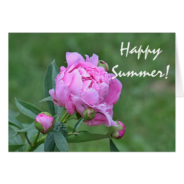 Foto van de zomerbloem (Voorkant Horizontaal)