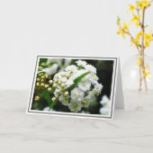 Foto van Double Bridal Wreath Spirea Kaart (Gele Bloem)