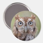 Foto van Eastern Screech Owl Magneet (Voorkant / Achterkant)