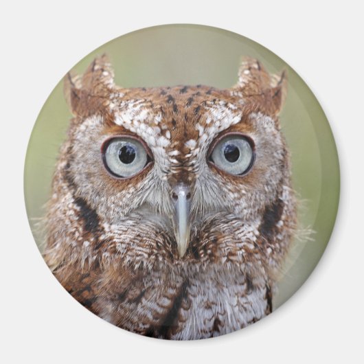 Foto van Eastern Screech Owl Magneet (Voorkant)