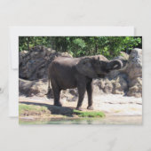 Foto van een African Elephant Flat Kaart (Voorkant)
