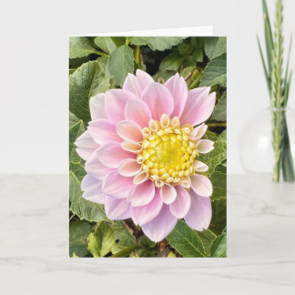 Foto van een bloem uit New England Blank Greeting Kaart