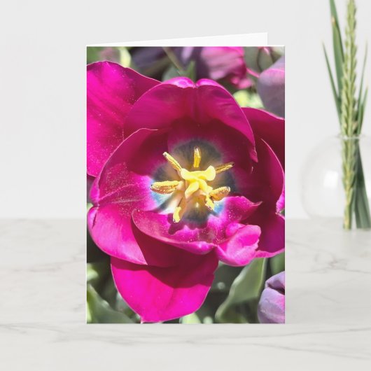 Foto van een bloem uit New England Lege wenskaart Kaart (Voorkant)