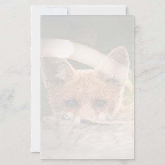 Foto van een Cute Little Oranje Fox (Voorkant)