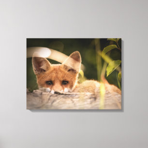 Foto van een Cute Little Oranje Fox Canvas Afdruk
