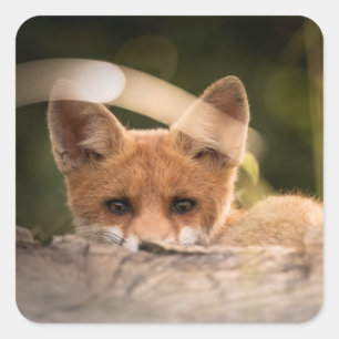 Foto van een Cute Little Oranje Fox Vierkante Sticker