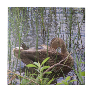 Foto van een eend tegeltje