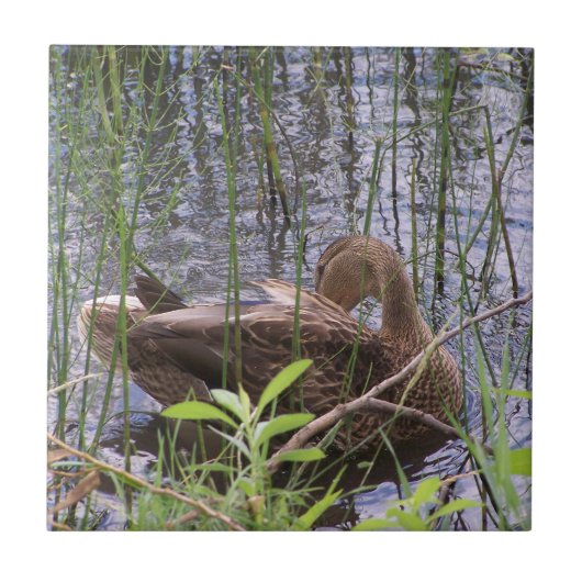 Foto van een eend tegeltje (Voorkant)