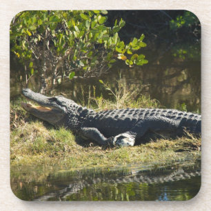 Foto van een Florida-alligator op een grazige oeve Drankjes Onderzetter