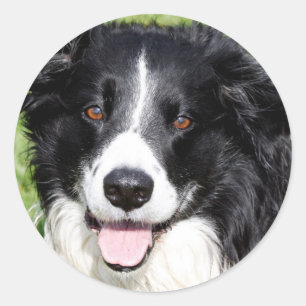Foto van een gelukkige hond ronde sticker