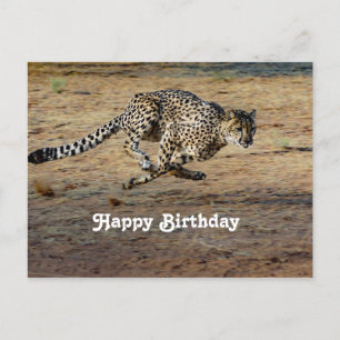 Foto van een jagende cheeta op verjaardag briefkaart
