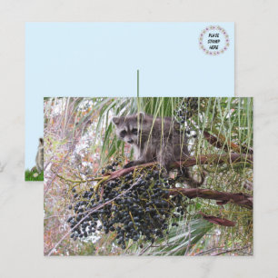 Foto van een jonge wasbeer die bessen eet briefkaart