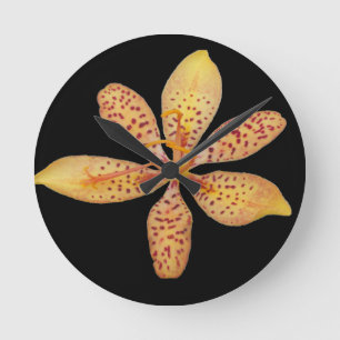 Foto van een lichte oranje Blackberry Lily op een Ronde Klok