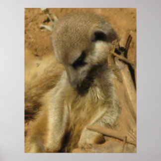 Foto van een Meerkat Poster