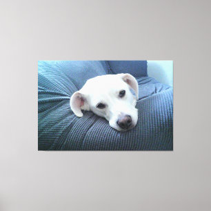 Foto van een mooi en vredig wit honden gezicht canvas afdruk