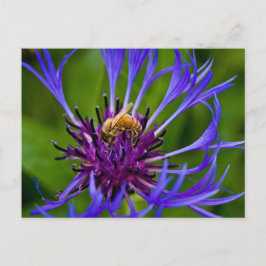 Foto van een mooie paarse bloem met honingbij briefkaart