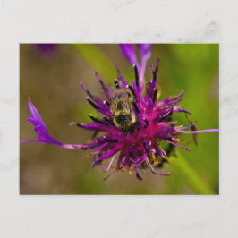 Foto van een mooie paarse bloem met honingbij briefkaart