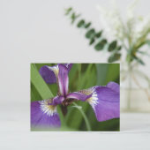 Foto van een mooie, paarse irisbloem briefkaart (Staand voorkant)
