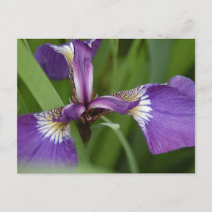 Foto van een mooie, paarse irisbloem briefkaart