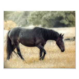 Foto van een paard met zachte focus afdruk