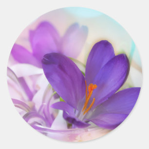 Foto van een  Paarse Lente Crocus Ronde Sticker