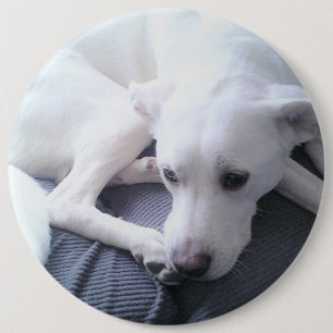 Foto van een prachtige White Labrador Retriever Mi Ronde Button 6,0 Cm