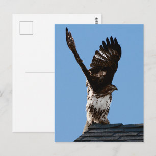 Foto van een Roodstaartbuizerd met Uitgebreide Vle Briefkaart