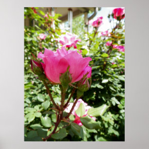 Foto van een roze Rose in Bloom Poster