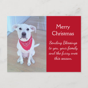 Foto van een schattige hond met grappige uitstaand briefkaart