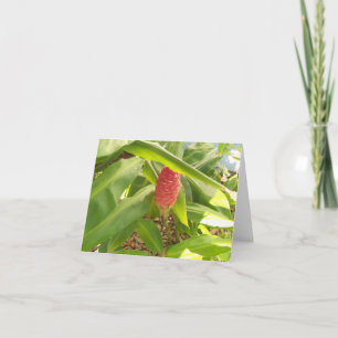 Foto van een Shampoo Ginger bloem knop Kaart