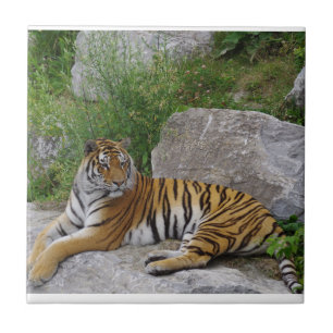 Foto van een Siberische tijger Tegeltje