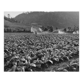  foto van een tabaksveld in honduras perfect poster