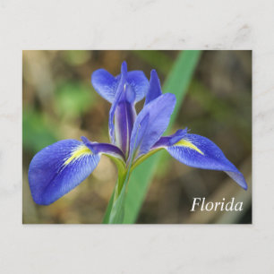 Foto van Florida iris Briefkaart