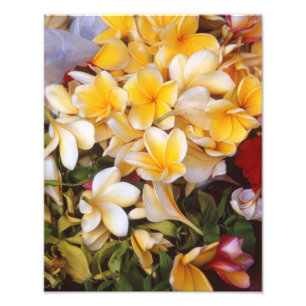 Foto van Frangipani Afdruk