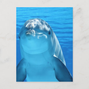 Foto van Friendly Dolphin Briefkaart