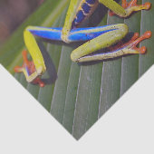 Foto van Frog Red Eye Tissuepapier (Detail)