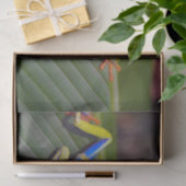 Foto van Frog Red Eye Tissuepapier (Geschenk)