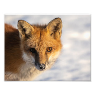 Foto van Frosty Nose Fox Afdruk