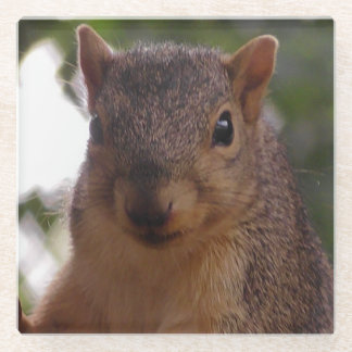 Foto van Funny Squirrel close-up Glazen Onderzetter