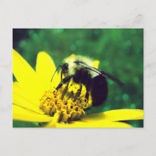 Foto van Fuzzy Bumblebee Briefkaart