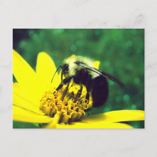 Foto van Fuzzy Bumblebee Briefkaart (Voorkant)