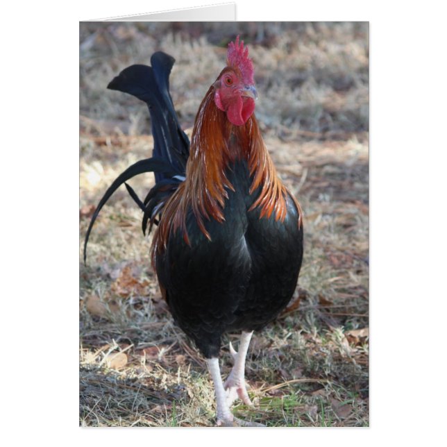 Foto van Game Rooster (Voorkant)