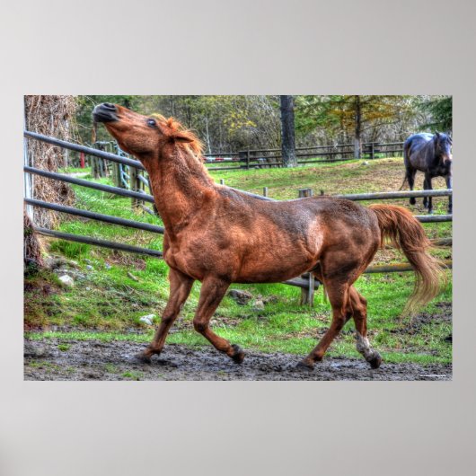 Foto van gespiriteerde speelse kastanjeRanch Horse Poster (Voorkant)