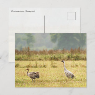 Foto van gewone kraanvogel: Ouder en Jongere Briefkaart