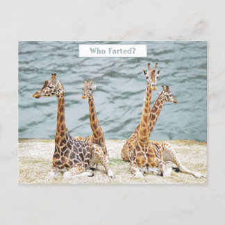 Foto van Giraffe Water Fun - Vier Giraffes zitten Feestdagenkaart
