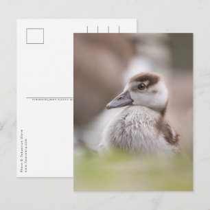 Foto van Goose Chick Natuur Briefkaart