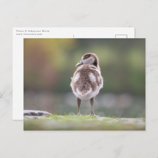 Foto van Gosling Natuur Briefkaart (Voorkant / Achterkant)